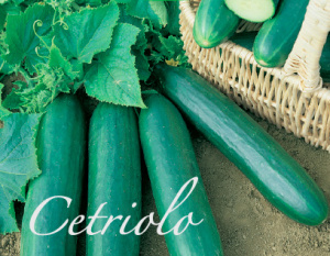 cetriolo