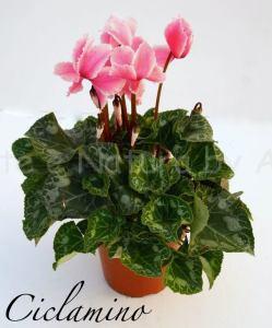 ciclamino