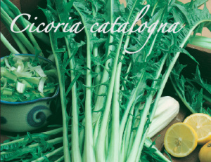 cicoria catalogna
