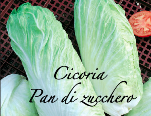 cicoria pan di zucchero