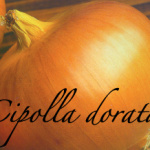 cipolla dorata