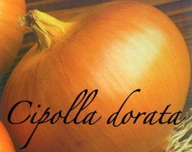 cipolla dorata aps vivai scicli piante orticole