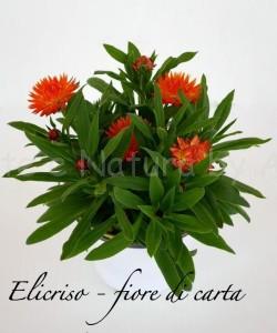 elicriso