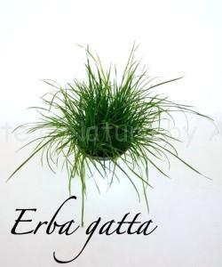 erba gatta