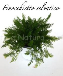 finocchietto selvatico