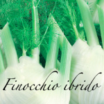 finocchio ibrido