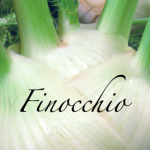 finocchio