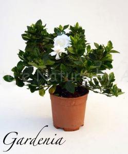 gardenia