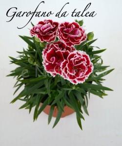 garofano