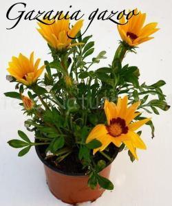 gazania gazoo