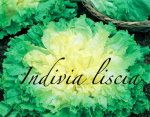 indivia liscia