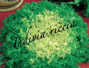 indivia riccia aps vivai scicli piante orticole