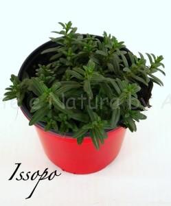 issopo