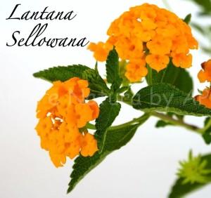 lantanasellowana piante floricole