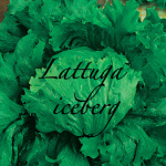 lattuga iceberg