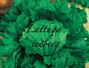 lattuga iceberg