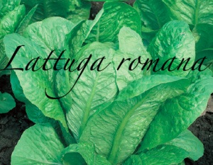 lattuga romana