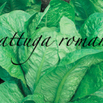 lattuga romana