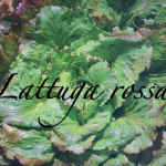 lattuga rossa
