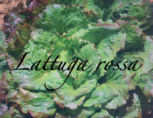 lattuga rossa