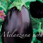 melanzana nera