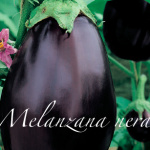 melanzana nera