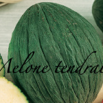 melone tendral