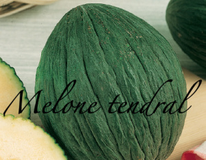 melone tendral