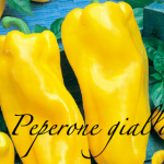 peperone giallo
