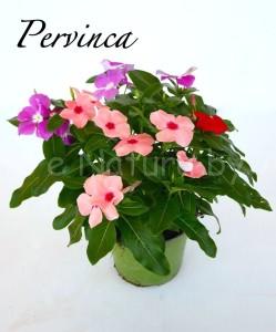 pervinca -piante floricole