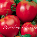pomodoro belmonte.png