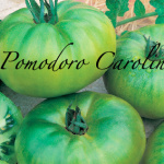 pomodoro carolina.png
