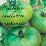 pomodoro insalataro rampicante