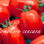 pomodoro cencara.png