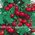 pomodoro ciliegino nano.png