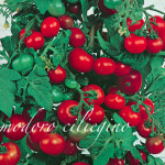 pomodoro ciliegino