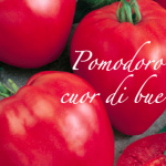 pomodoro cuor di bue.png