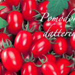pomodoro datterino