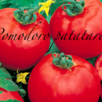 pomodoro patataro