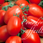 pomodoro raffaello.png