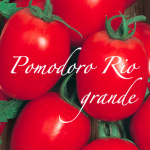 pomodoro rio grande.png
