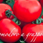 pomodoro a grappolo