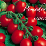 pomodoro scocca.png