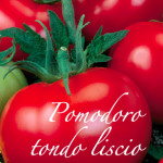 pomodoro tondo liscio