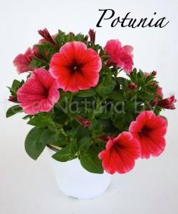 potunia