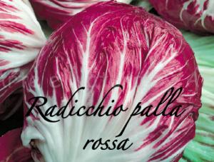 radicchio palla rossa
