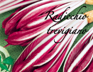 radicchio trevigiano