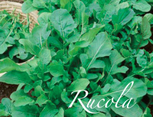 rucola