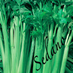 sedano