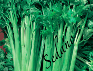 sedano